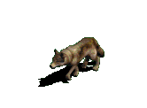 llop imatges-animades-gif